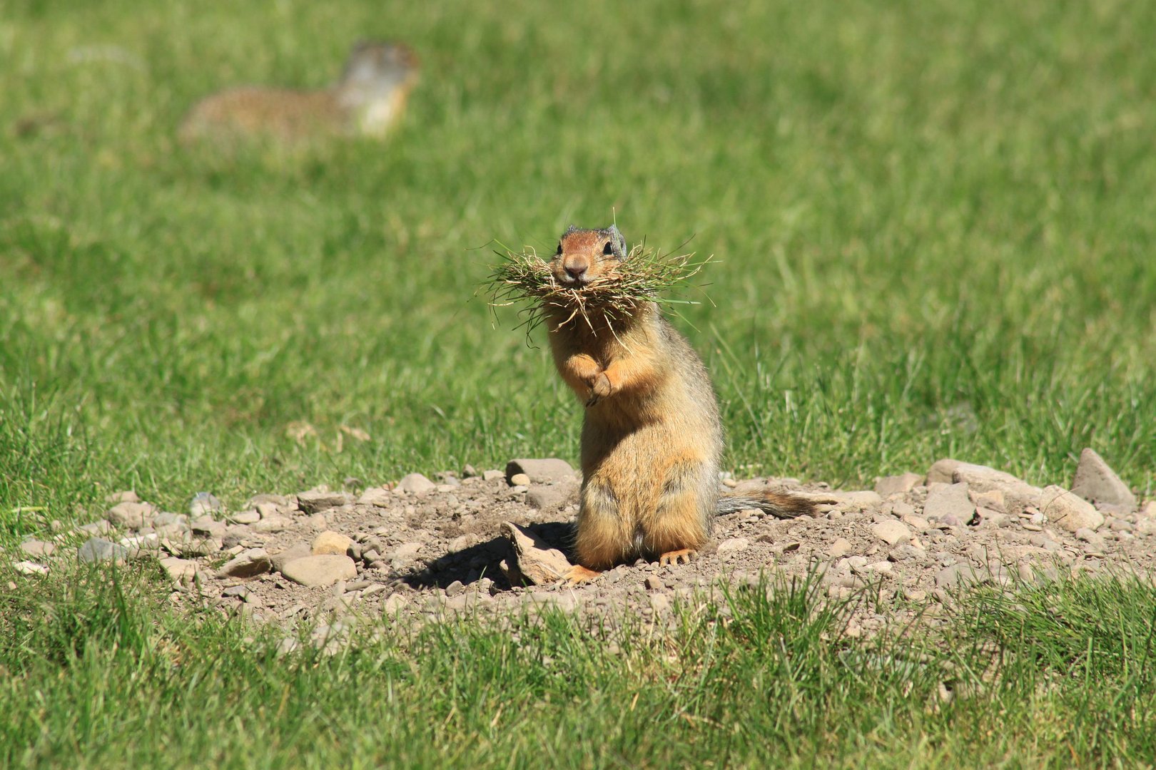 Achtung Gopher!