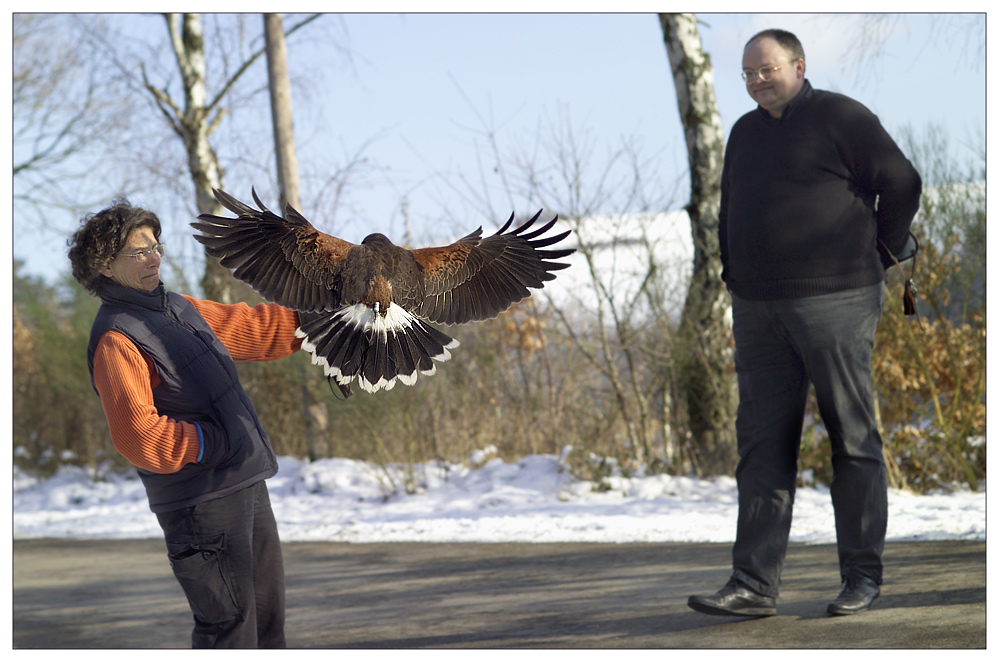 ACHTUNG - Harris Hawk im Anflug..;o)