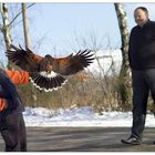 ACHTUNG - Harris Hawk im Anflug..;o)