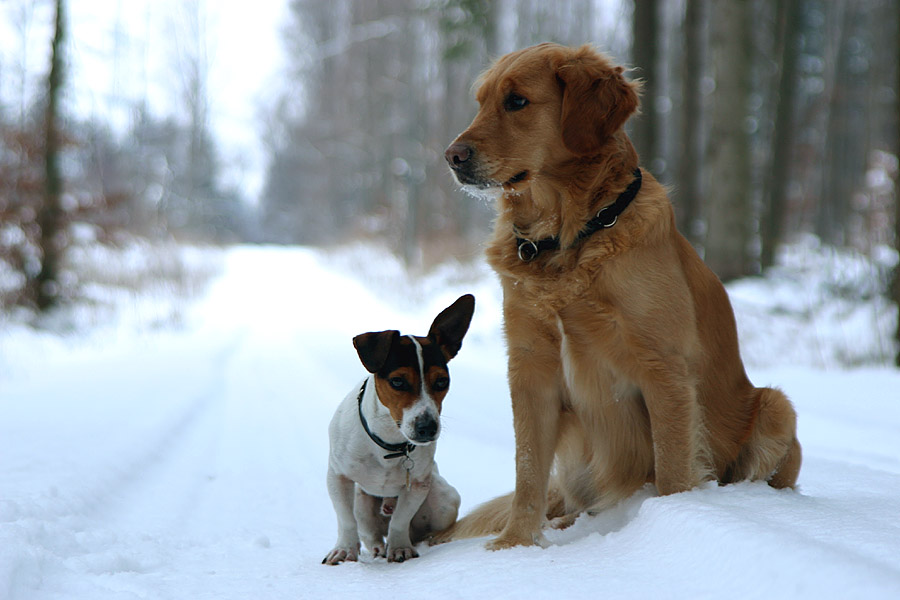 Achtung Herrchen !!...hinter Dir steht `ne Bache..:-)