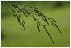 Achtung Heuschnupfen Allergiker: bitte Bild nicht zu lange anschauen