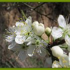 Achtung hier kommt der Frühling!