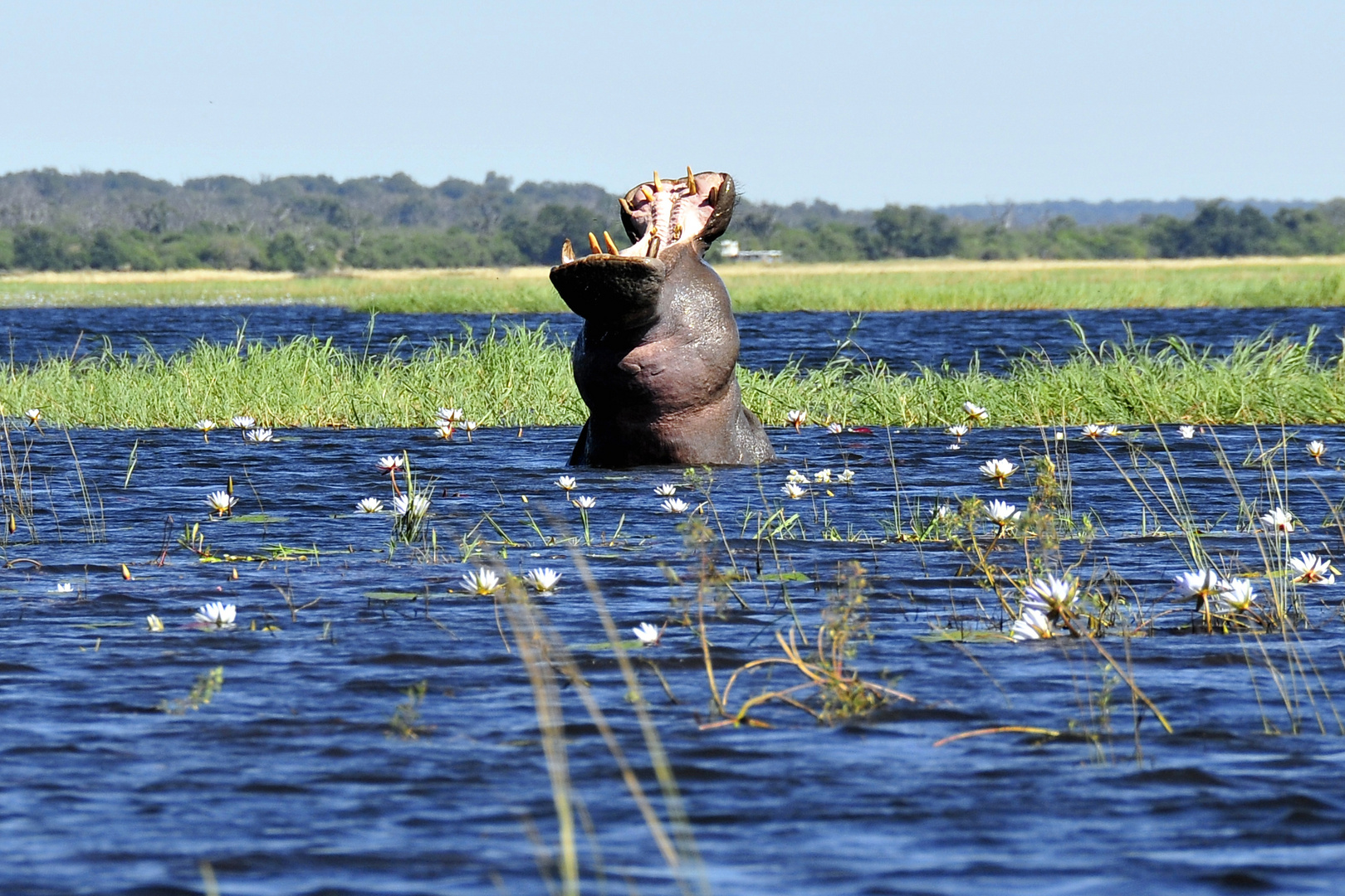 Achtung Hippo - Die Drohung gilt mir und meinem Fotoapparat!! - Zambezi-River (Botswana)