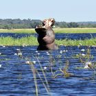 Achtung Hippo - Die Drohung gilt mir und meinem Fotoapparat!! - Zambezi-River (Botswana)