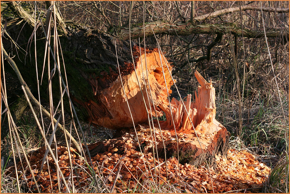 Achtung Holzschlag