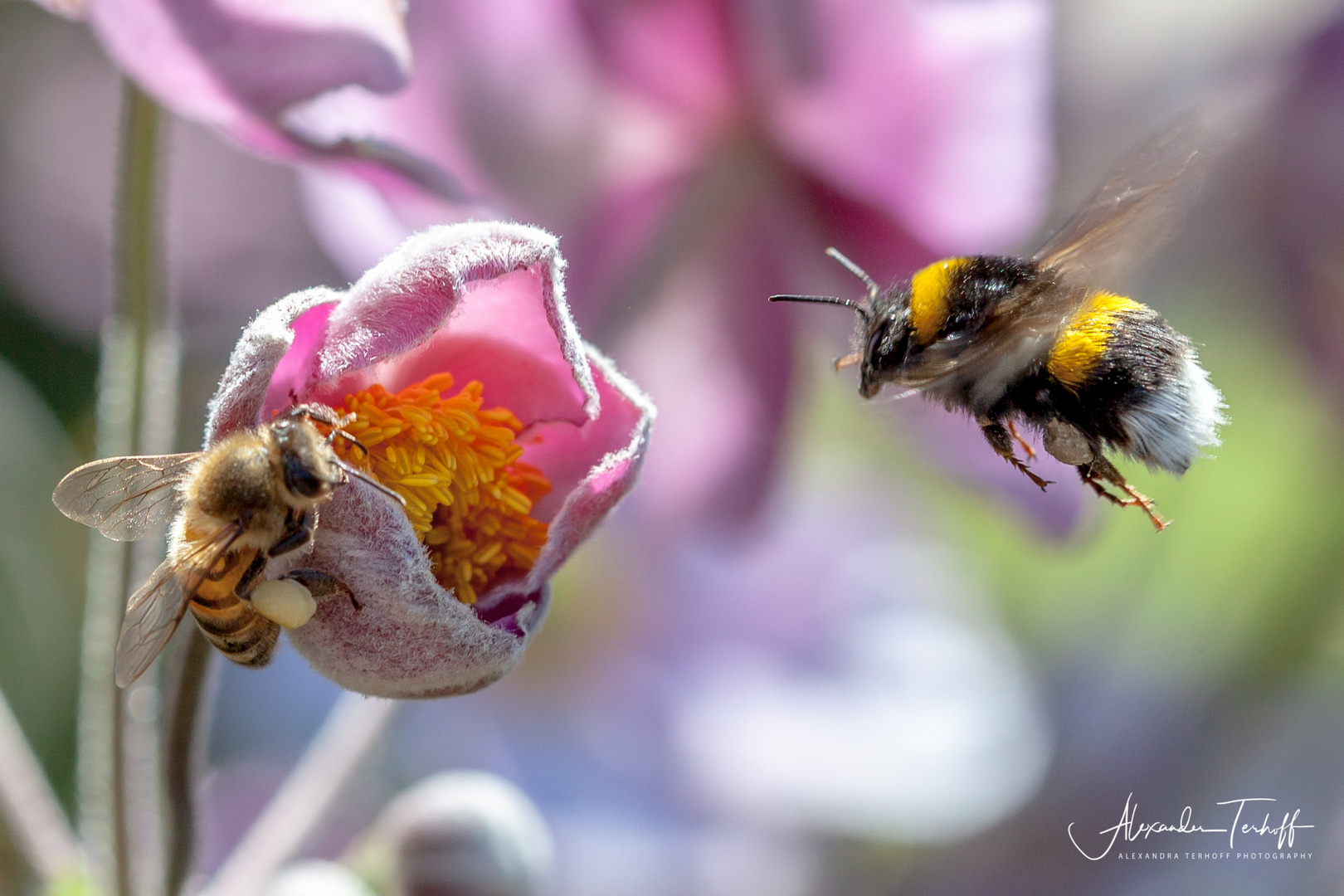 Achtung Hummel!