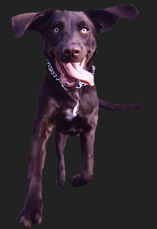 ACHTUNG! HUND! reload Foto & Bild tiere, haustiere, hunde Bilder