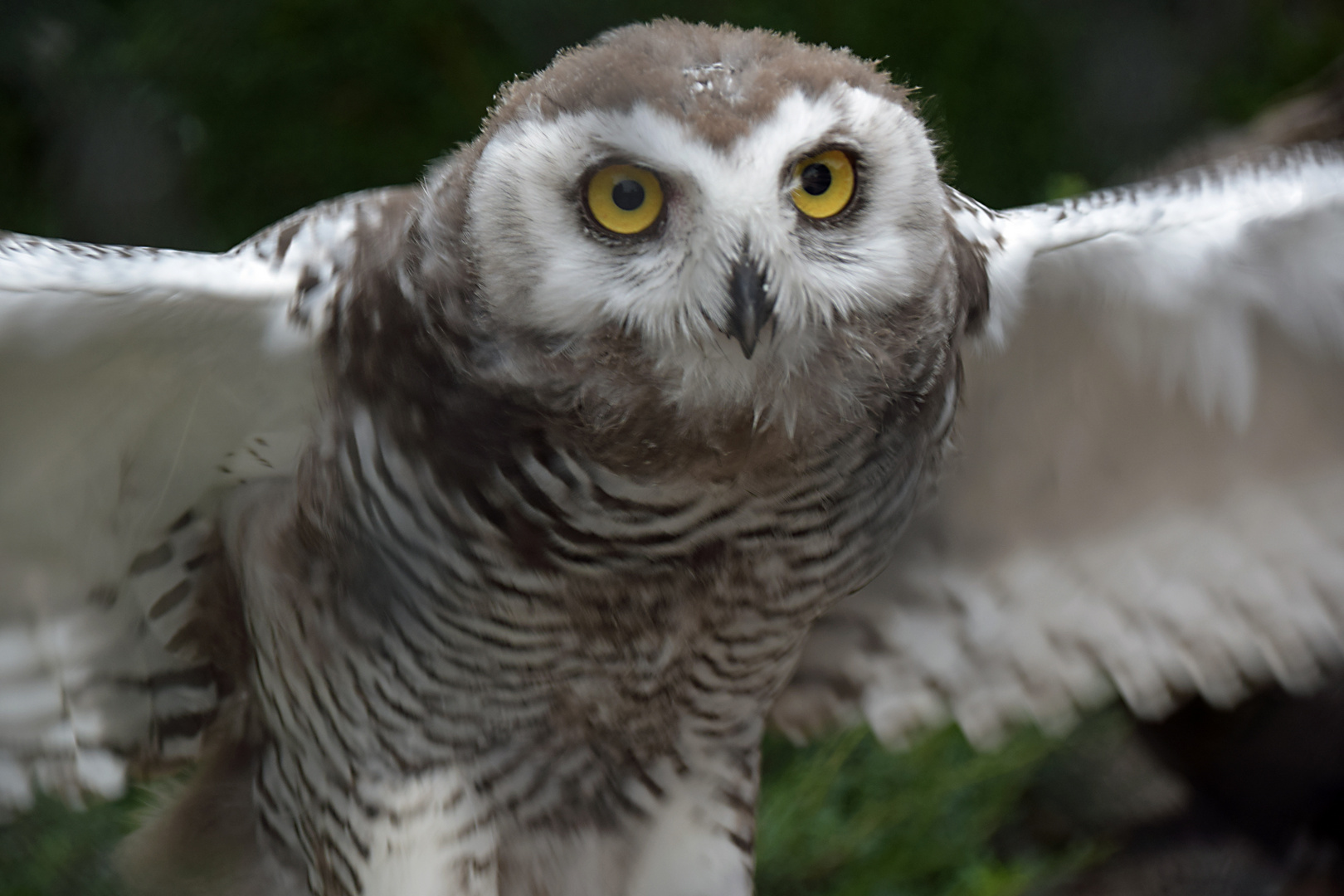 Achtung, ich fliege los!