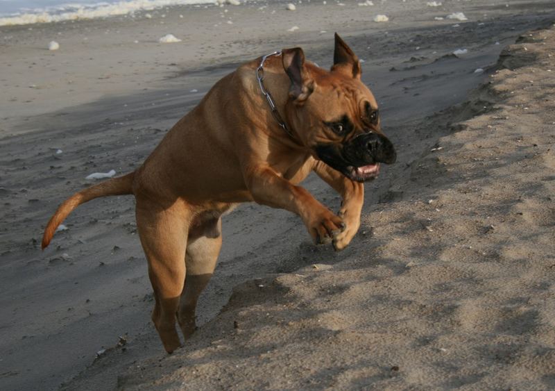 "Achtung, ich kommeeeee!"