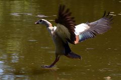 Achtung ich Lande ! Nilgans im Landeanflug