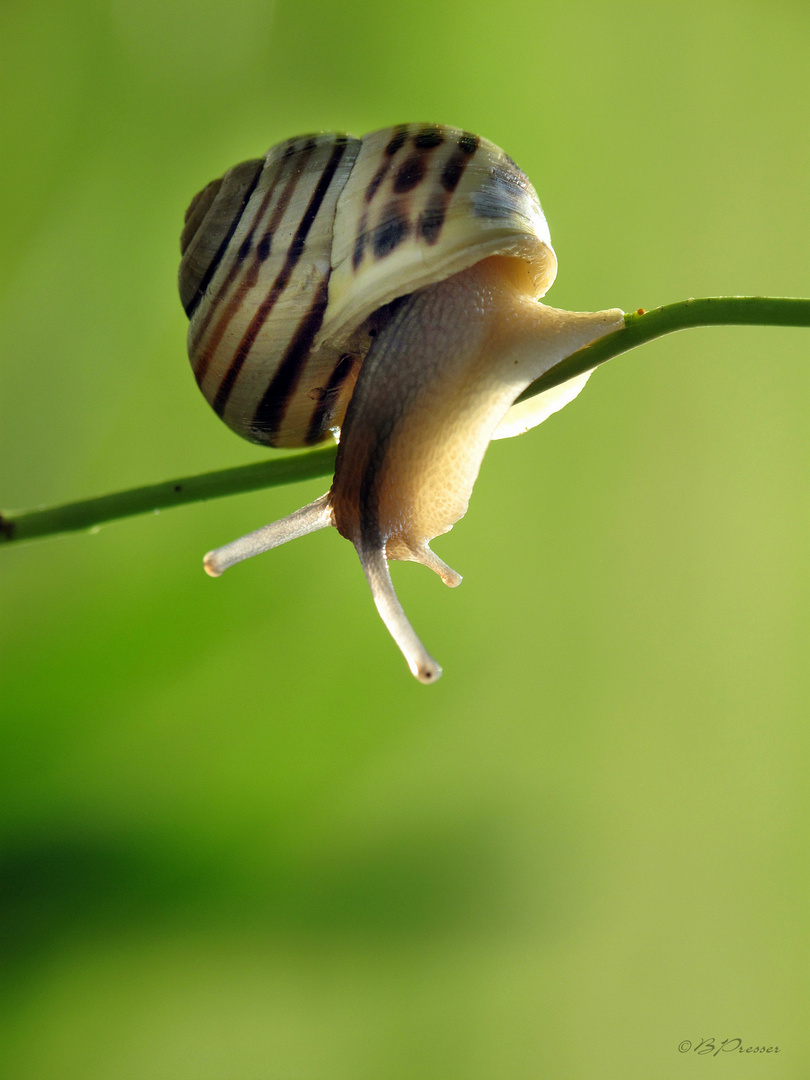 Achtung, ich springe!