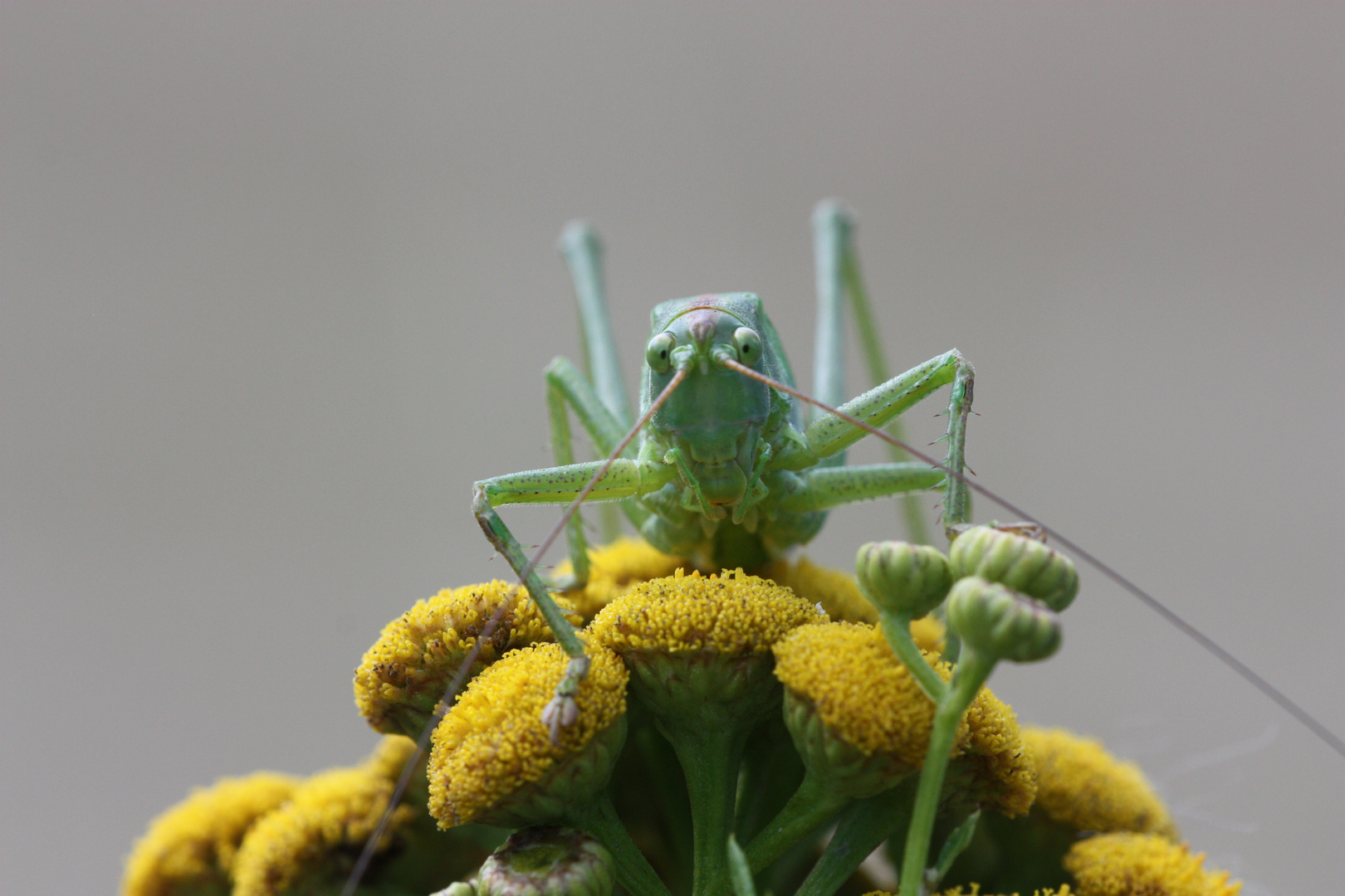 Achtung, ich springe gleich!