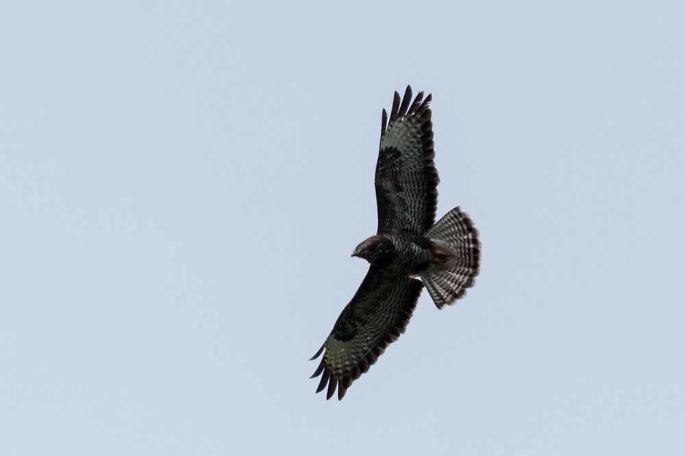 Achtung ihr Mäuse, der Bussard lauert