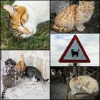 Achtung Katzen