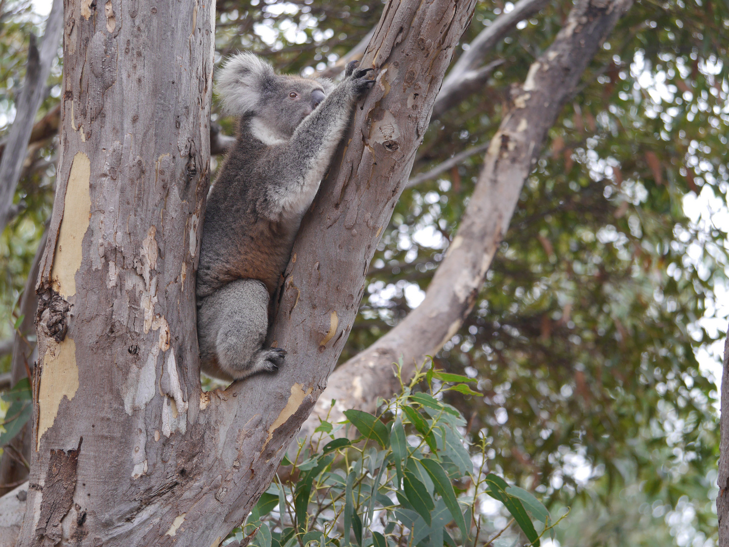 Achtung  -  Koala in Aktion