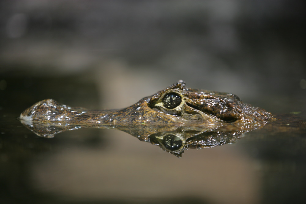 Achtung Kroko