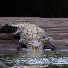 Achtung Krokodil im Anmarsch