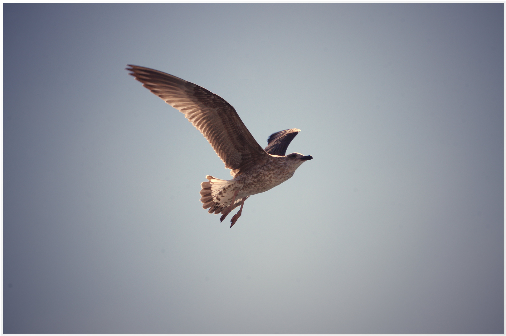 ACHTUNG! Möwe im Anflug