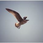 ACHTUNG! Möwe im Anflug