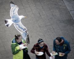 Achtung, Möwe im Anflug!