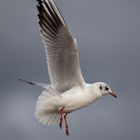 Achtung, Möwe im Landeanflug