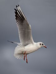 Achtung, Möwe im Landeanflug