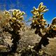 Joshua Tree