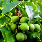 Achtung - Paparazzi im Baum ! :)))) Makrofotografie 