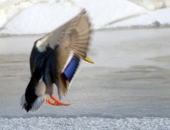 Achtung Radarfalle Teil 2 Vollbremsung