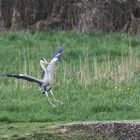 Achtung Reiher im Landeanflug