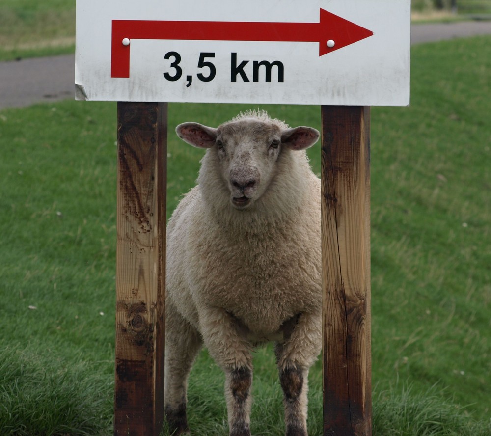 Achtung Schafe - auf den nächsten 3,5 km