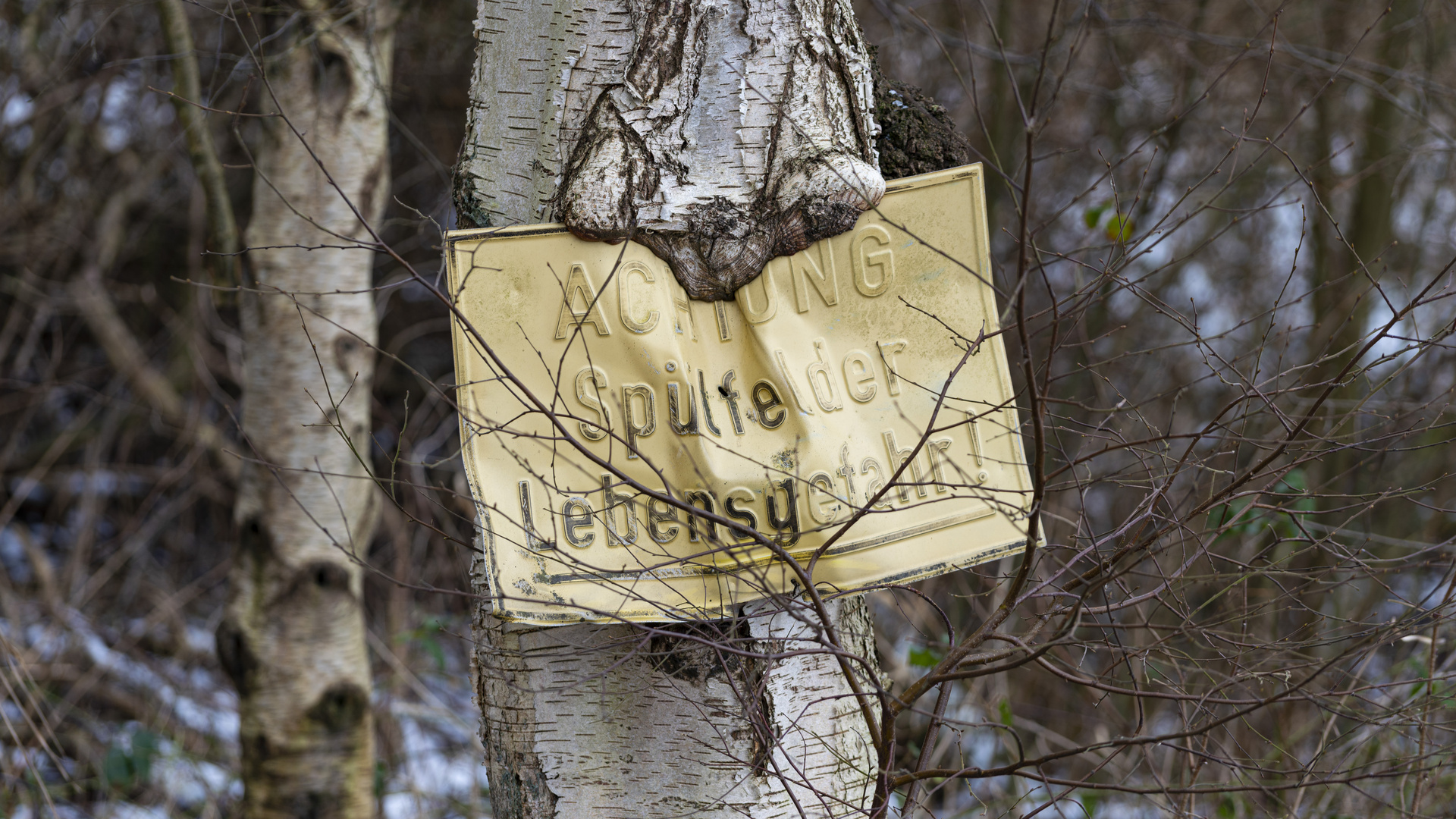 Achtung: Schilder fressender Baum!