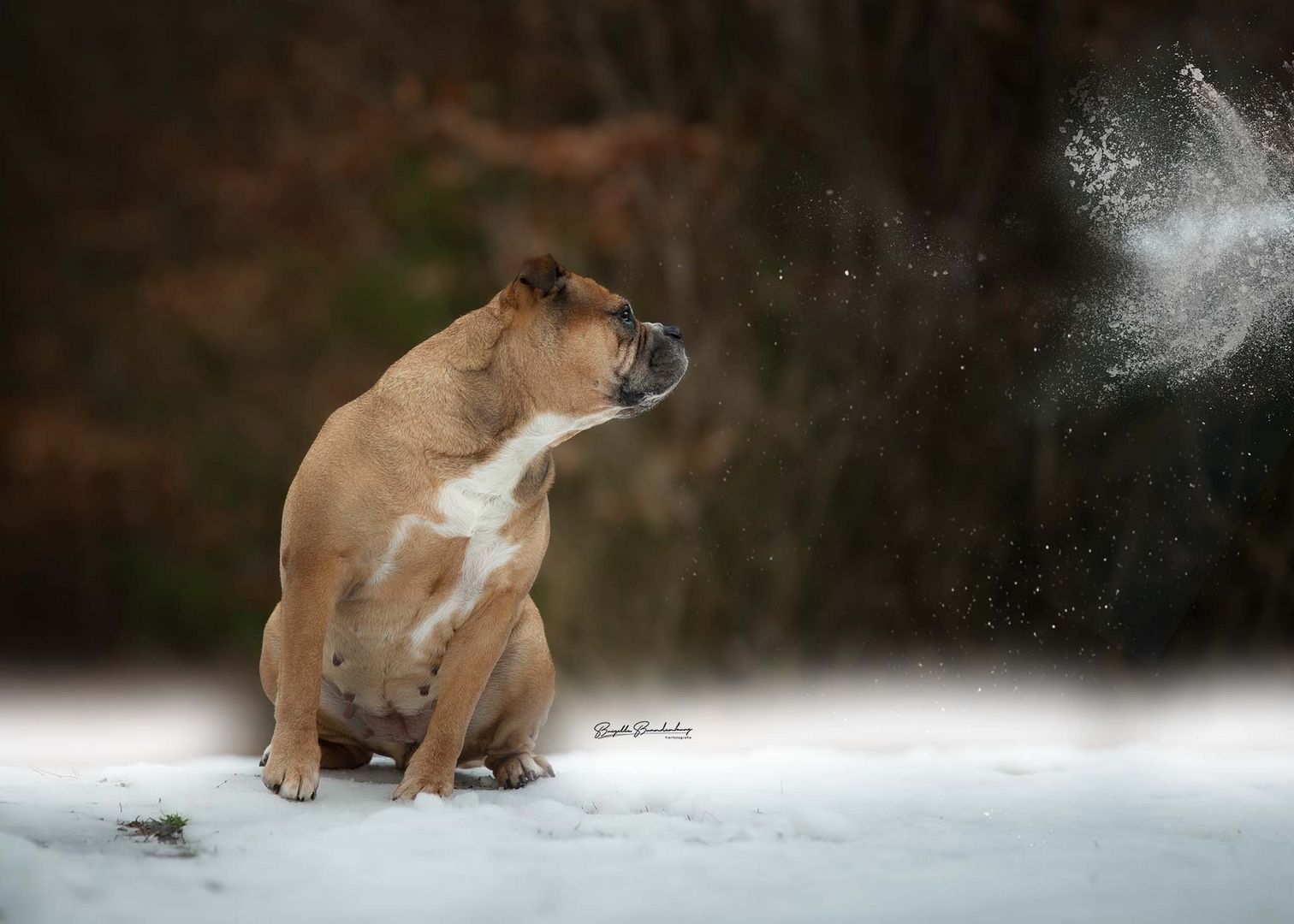 Achtung!! Schneeball !