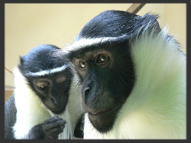 Achtung selten Roloway Meerkatze Foto & Bild tiere, zoo, wildpark