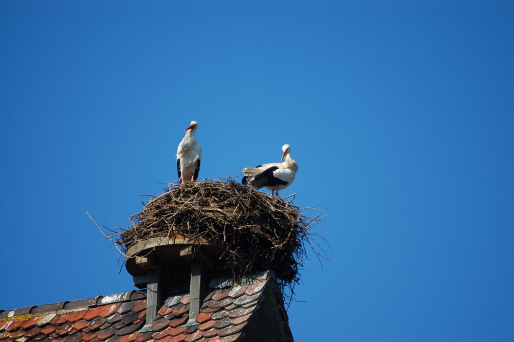 Achtung sie sind schon da!