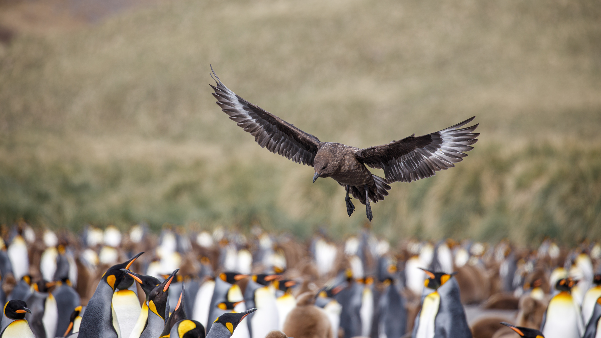 Achtung Skua