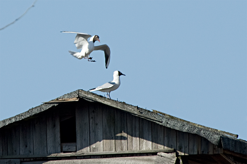 Achtung ..... Sonntagsflieger ....