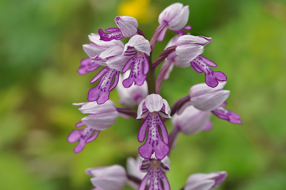 Achtung stillgestanden! - Orchis militaris - Helmknabenkraut