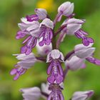 Achtung stillgestanden! - Orchis militaris - Helmknabenkraut