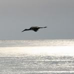 Achtung! Storch im anflug!