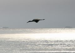 Achtung! Storch im anflug!