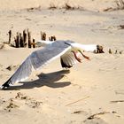 Achtung Tiefflieger am Strand