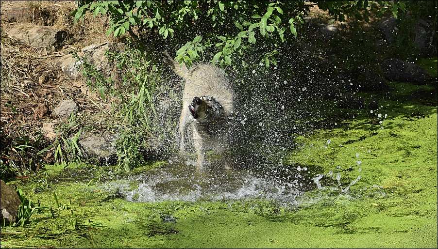 Achtung... WASSER !!!!