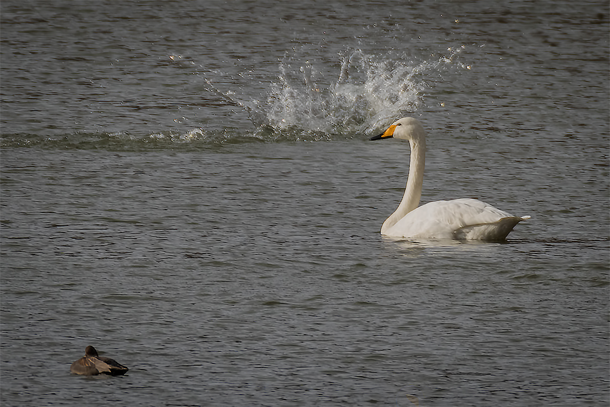 Achtung Wasserbombeeeee .....