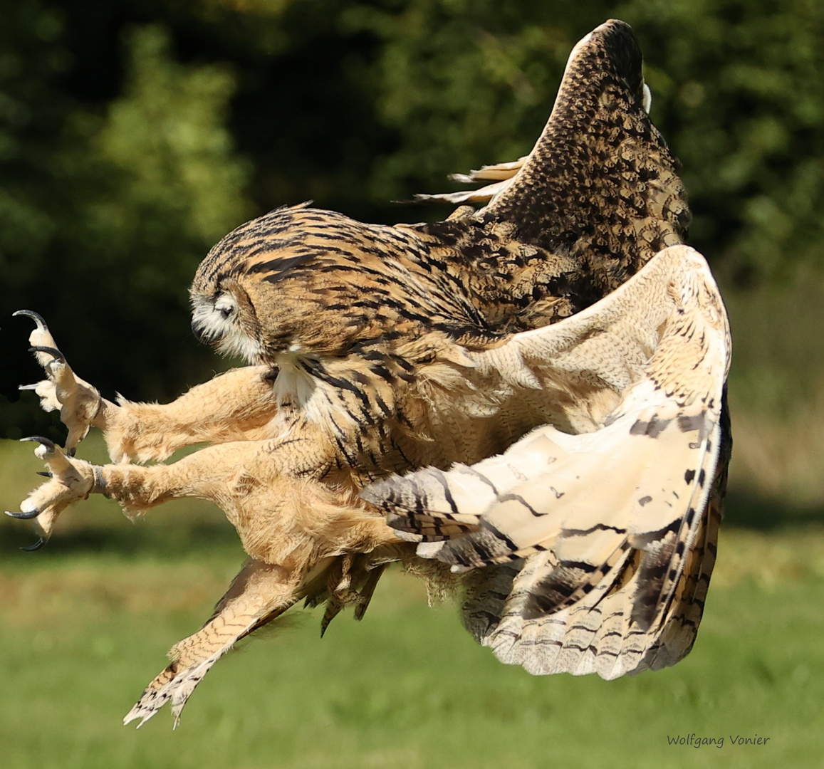 Achtung weiblicher Uhu im Anflug