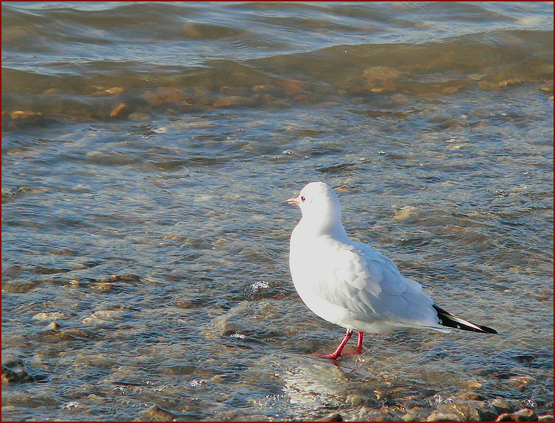 " Achtung Welle "