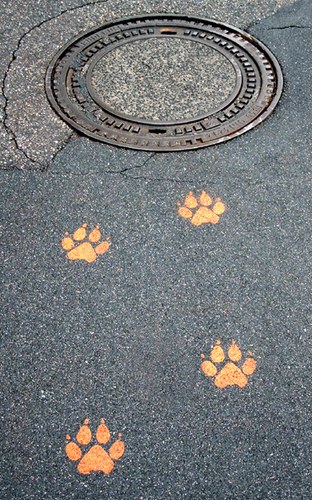 ACHTUNG! Wichtige Suchmeldung! Immer mehr Tiere verschwinden auf mysteriöse Art...