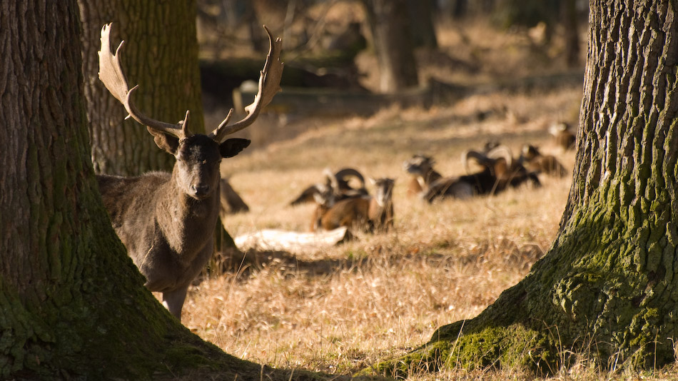 Achtung Wild!