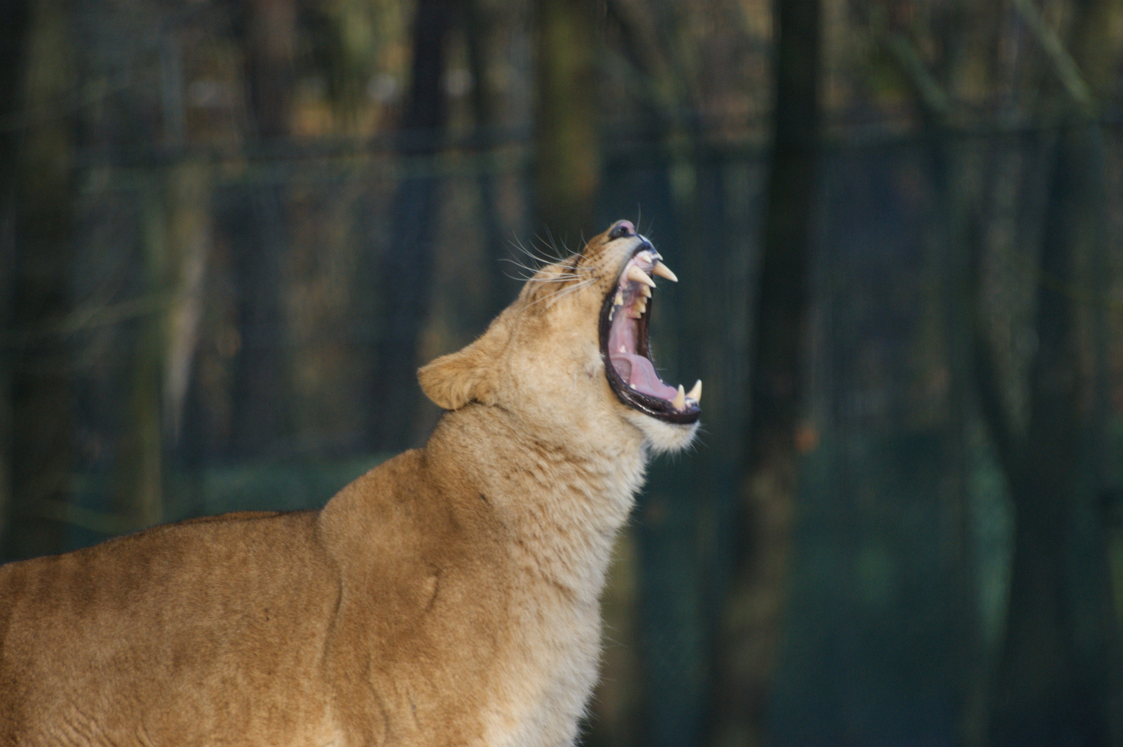 Achtung Wild!