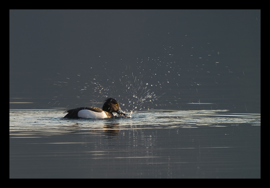 ACHTUNG WILD(ente)!